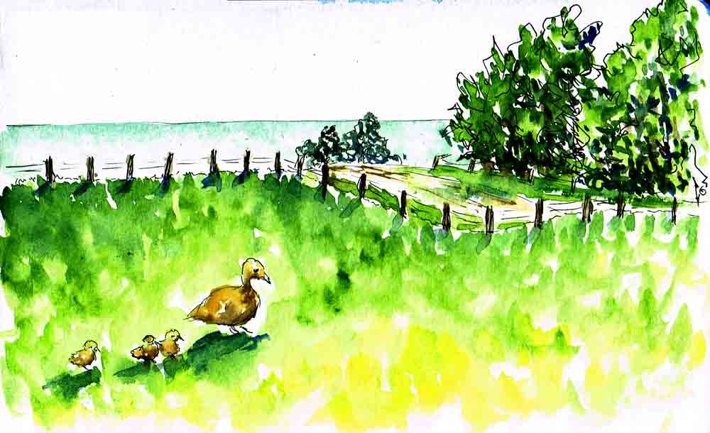 Sketchbook-getaway-no-3-mother-duck-kw.jpg