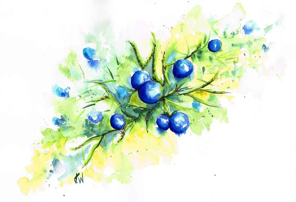 https://images.squarespace-cdn.com/content/v1/57a7fd15414fb58fa3ed8bfa/1522805739621-12BSP7IYM50OD2M1IAKO/berries-blue-conifer-kw.jpg