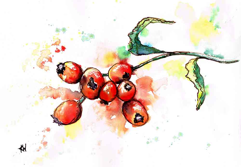 berries-red-branch-no-1-kw.jpg