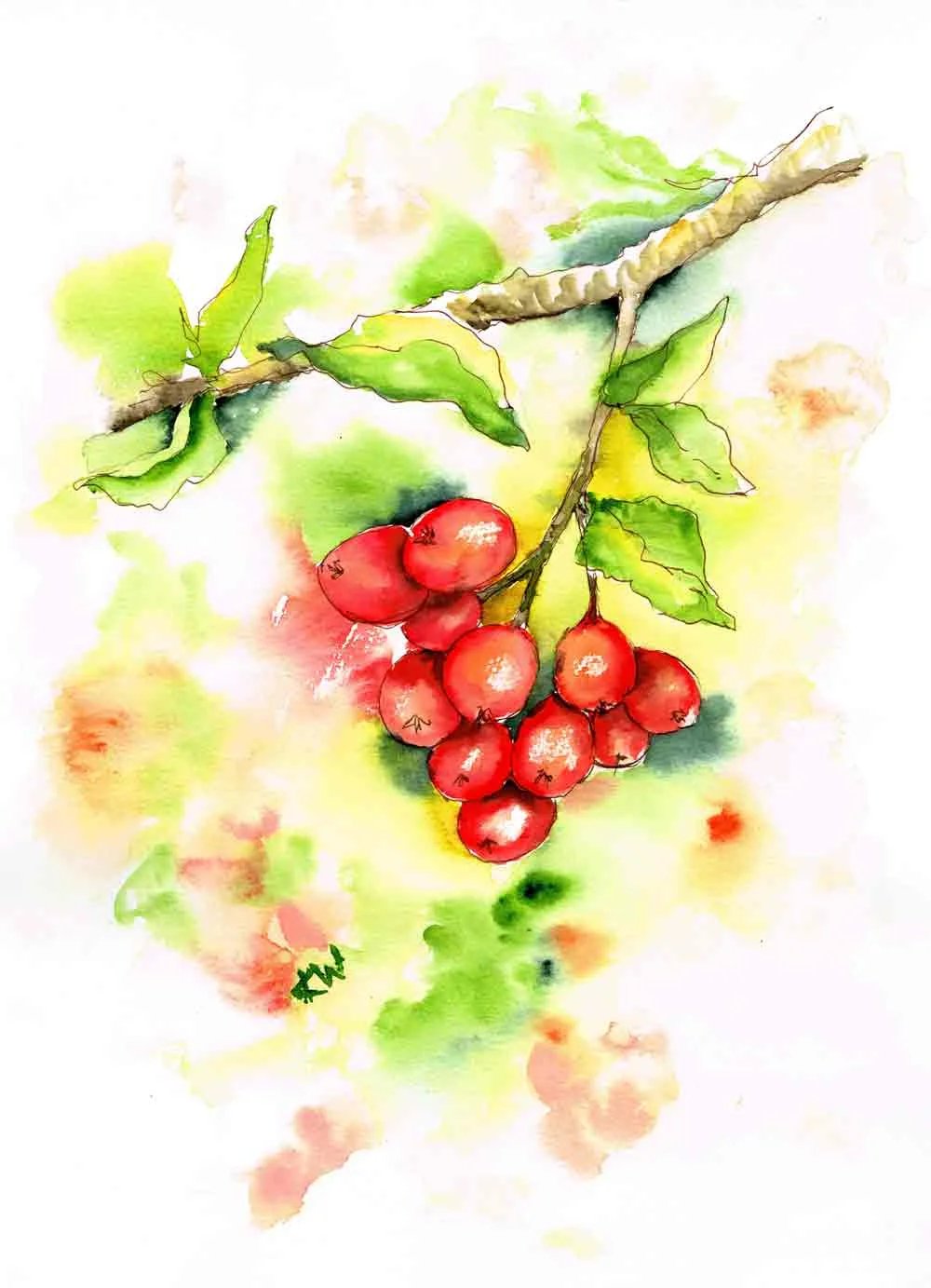 berries-red-bunch-kw.jpg