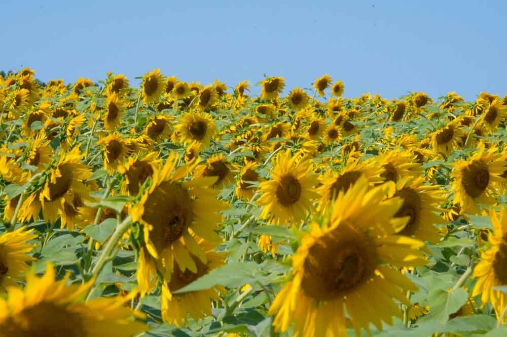 good-reasons-to-paint-sunflower-landscape.jpg