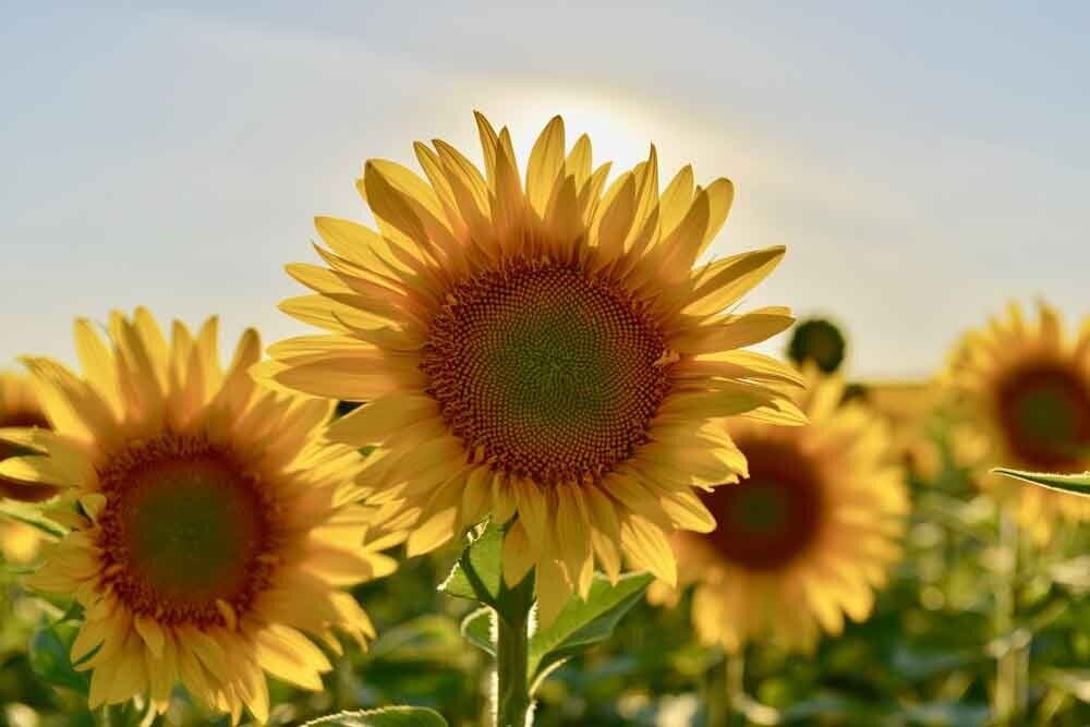 sunflowers-good-reasons-to-paint.jpg
