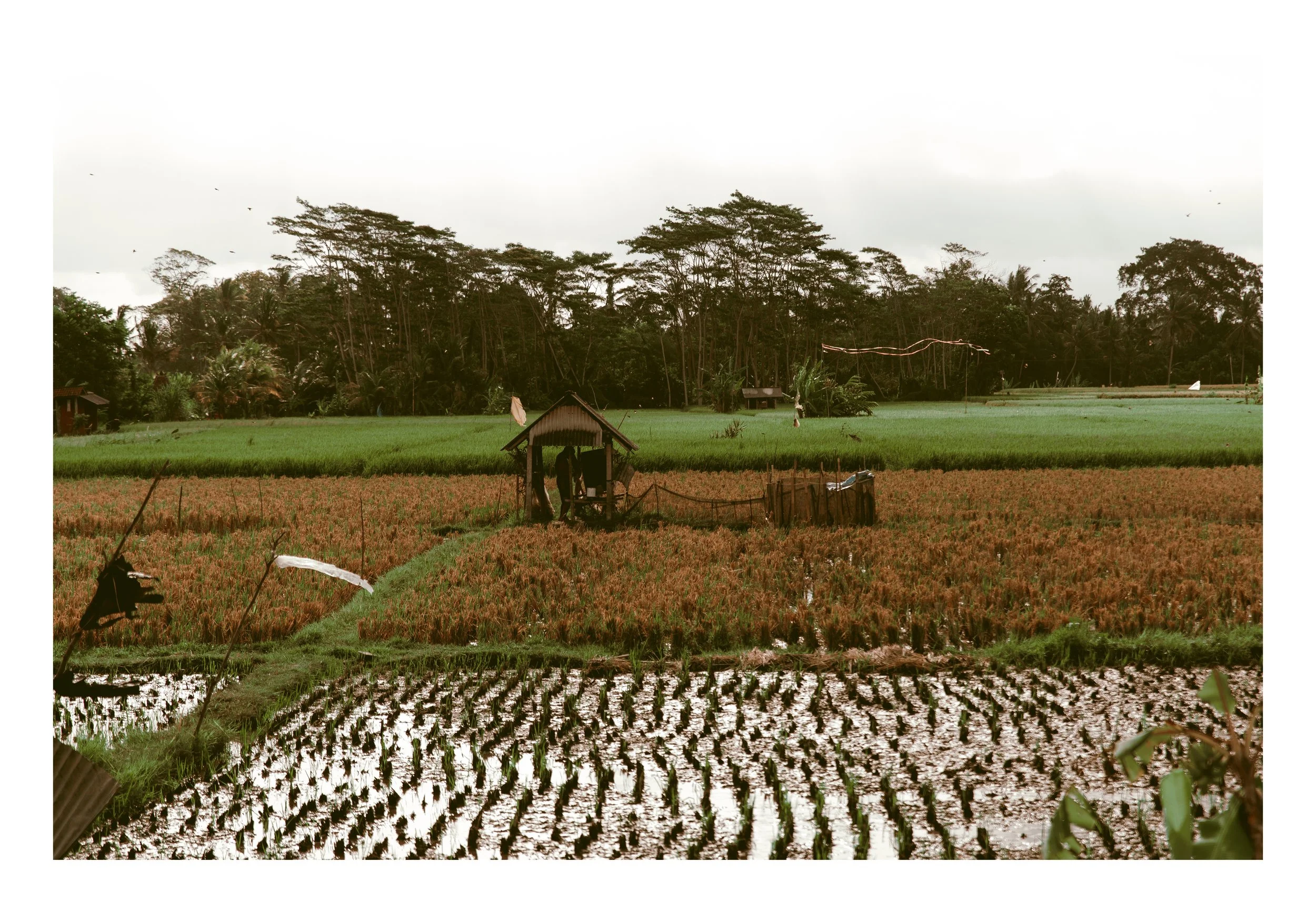 Rice paddies and fields in a rural area with trees in the background under a cloudy sky.