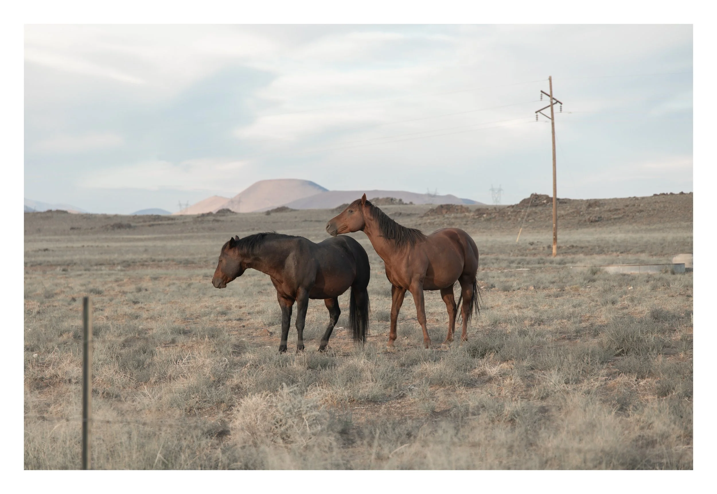 Two horses standing in an open, barren landscape with mountains in the background, under a cloudy sky, and a power pole in the distance.