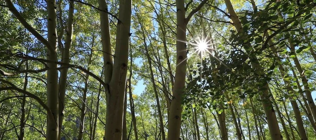 Alpine Building Performance - Home Inspections Denver.jpg