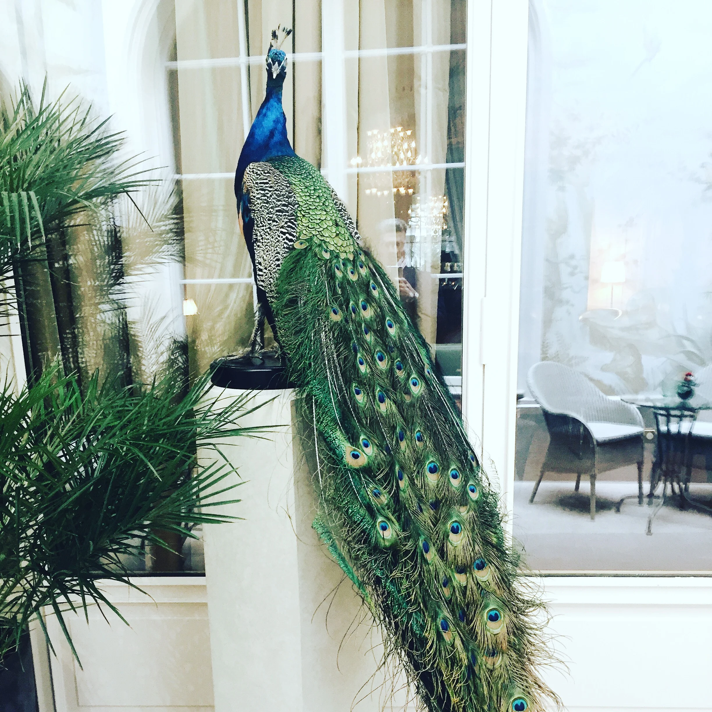 Star Struck in Paris