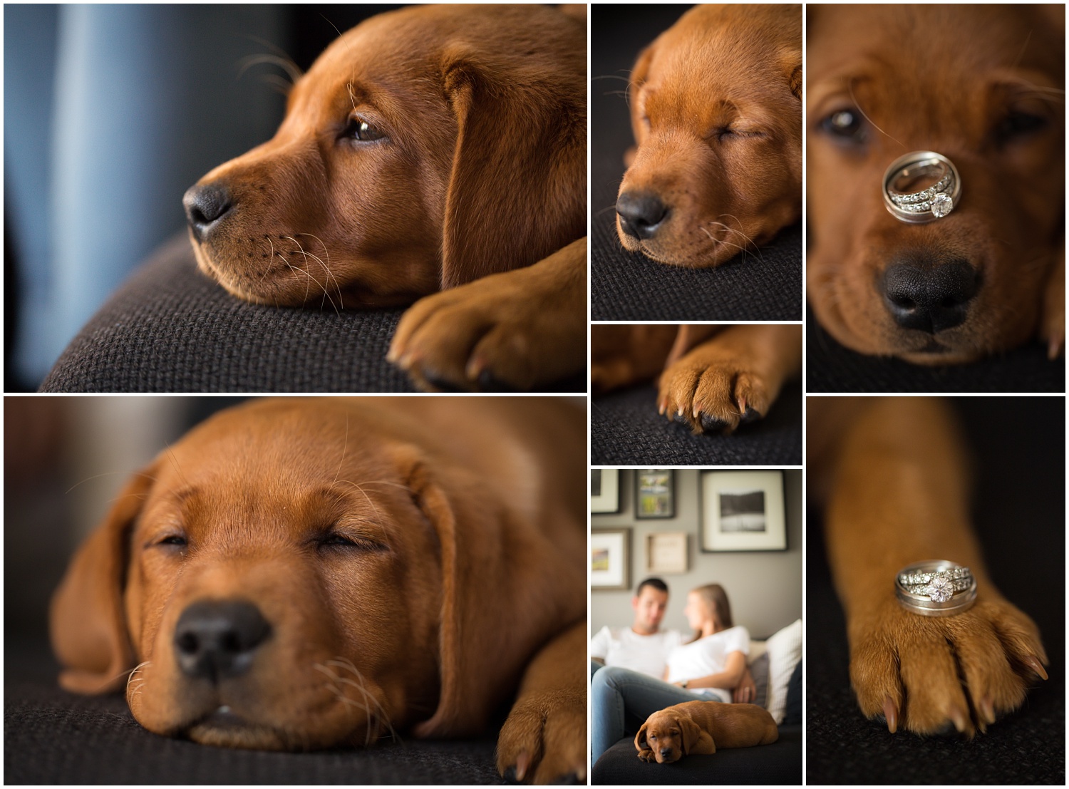 Amazing Day Photography - Puppy Newborn Session - Lifestyle Newborn Session - Dog Photographer (5).jpg