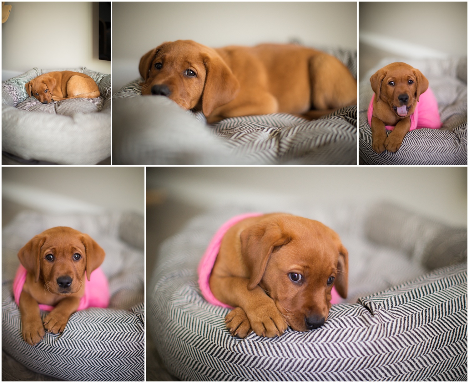 Amazing Day Photography - Puppy Newborn Session - Lifestyle Newborn Session - Dog Photographer (7).jpg