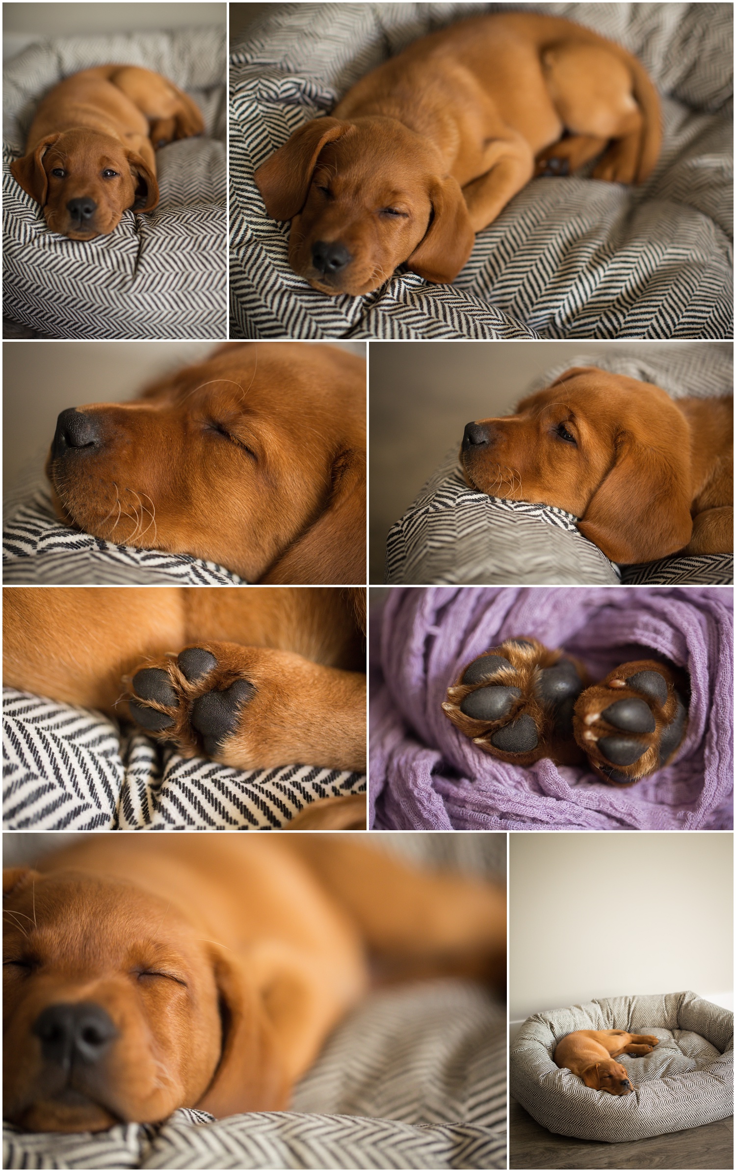 Amazing Day Photography - Puppy Newborn Session - Lifestyle Newborn Session - Dog Photographer (10).jpg