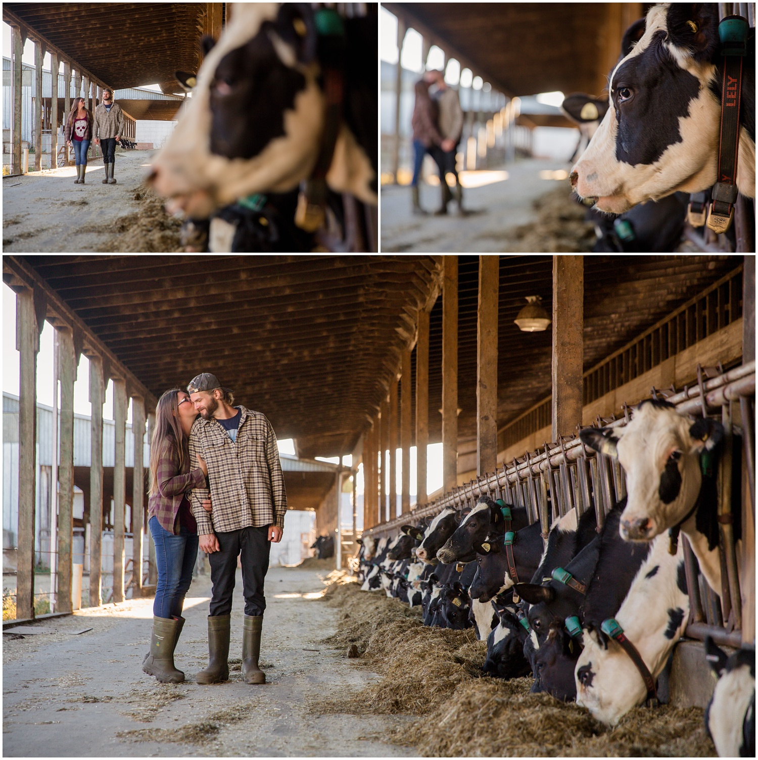 Amazing Day Photography - Dairy Farm Engagement Session - Langley Engagement Photographer (9).jpg