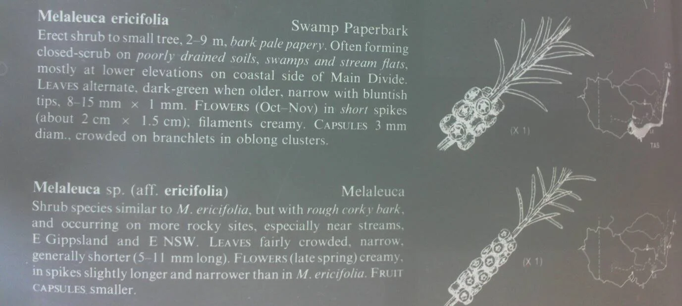 PETRUS MAR 3 Neighborly variation.jpg