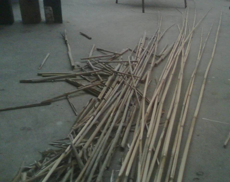 PETRUS MAR 5 Phragmites.jpg