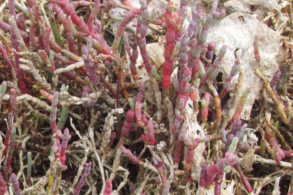 MARTIN - APRIL 1 .jpg