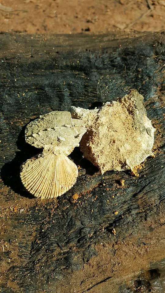 SCHRODER MARCH 2.jpg