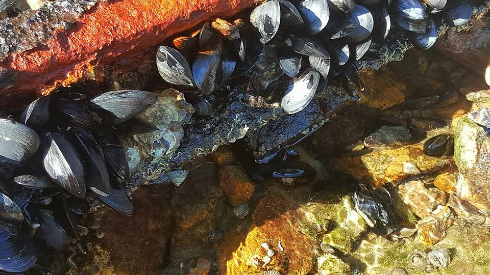 SCHRODER MARCH 8.jpg