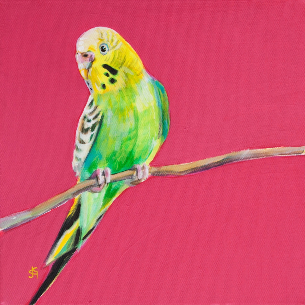 Budgie Rose 1 (Cassie) 30x30cm