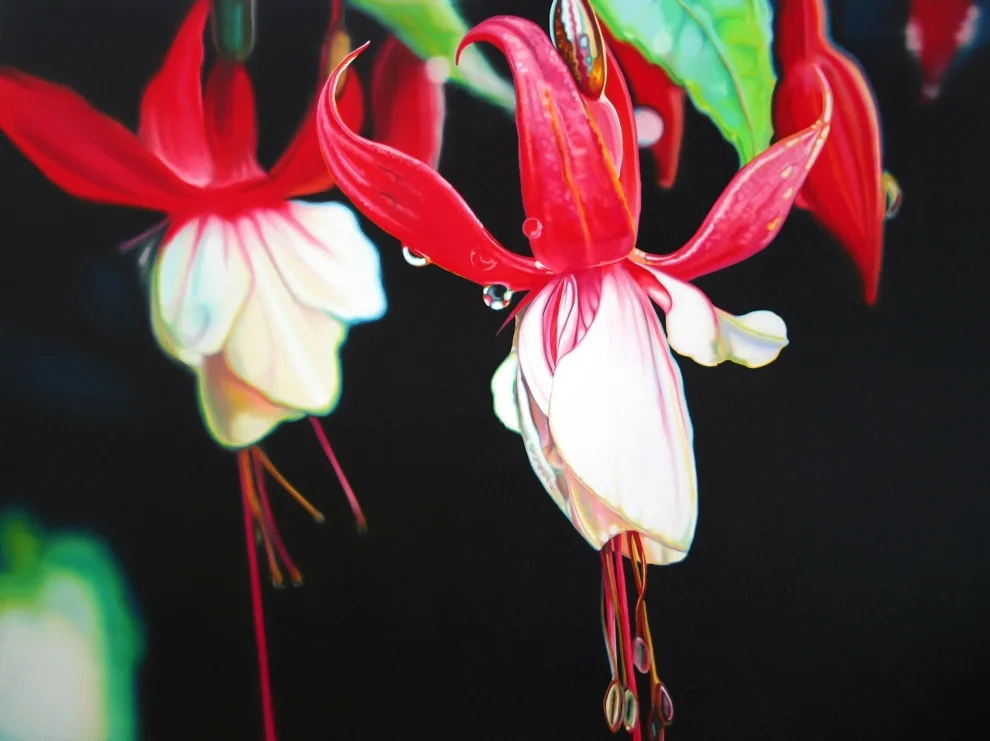 'Fucshia Lantern' oil on canvas - 75x100cm