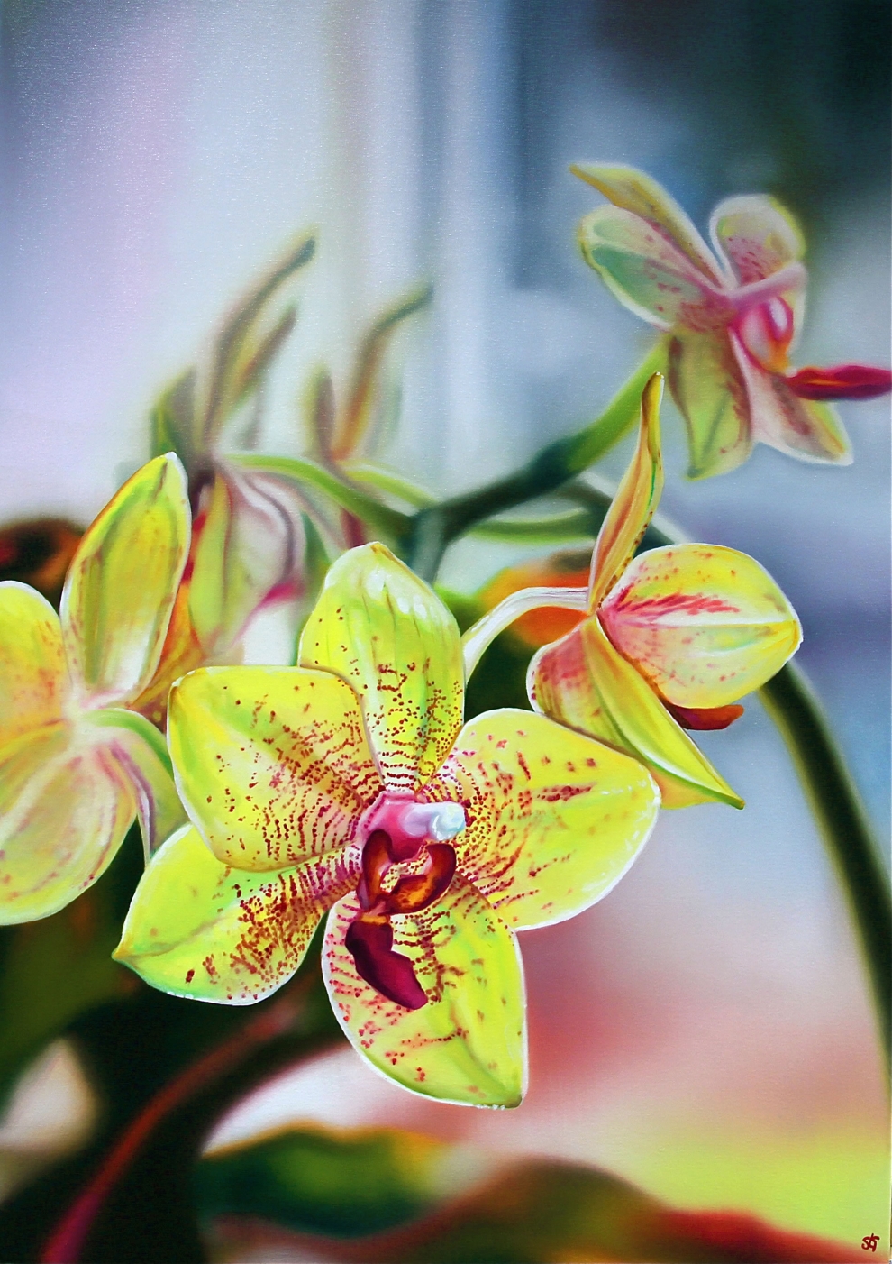 'Yellow Orchid' oil on canvas - 50x70cm