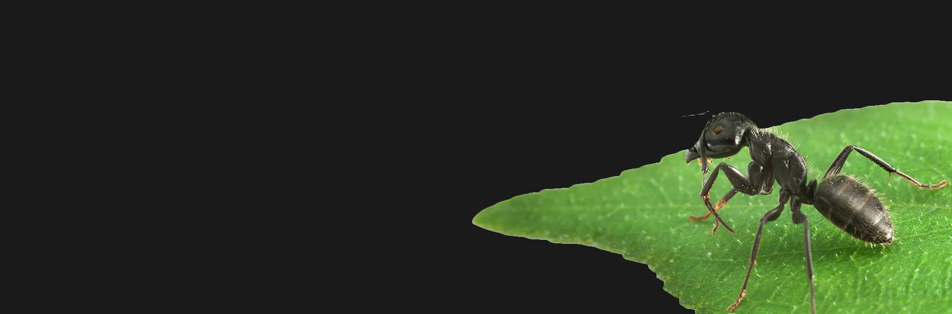 ant.jpg
