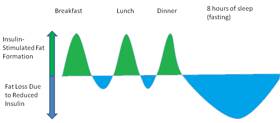Figure 2: After meals, fat is deposited with the help of insulin. However, between meals and during sleep, fat is lost. Fat balance will be zero over a 24 hour period if energy intake matches energy expenditure - in a nutshell: if we eat less, and move more. *Image reproduced with kind permission from James Krieger of Weightology Weekly. 