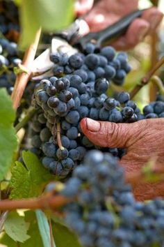 Figure 1: An elderly Sardinian hand harvests some purple grapes for the village wine. These grapes have some of the highest content of polyphenols that can be found anywhere and is partly attributed to the health benefits of wine from this part of the world.