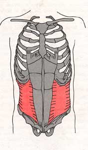 The TvA shown in red, runs around our abdomen in a corset type fashion. 