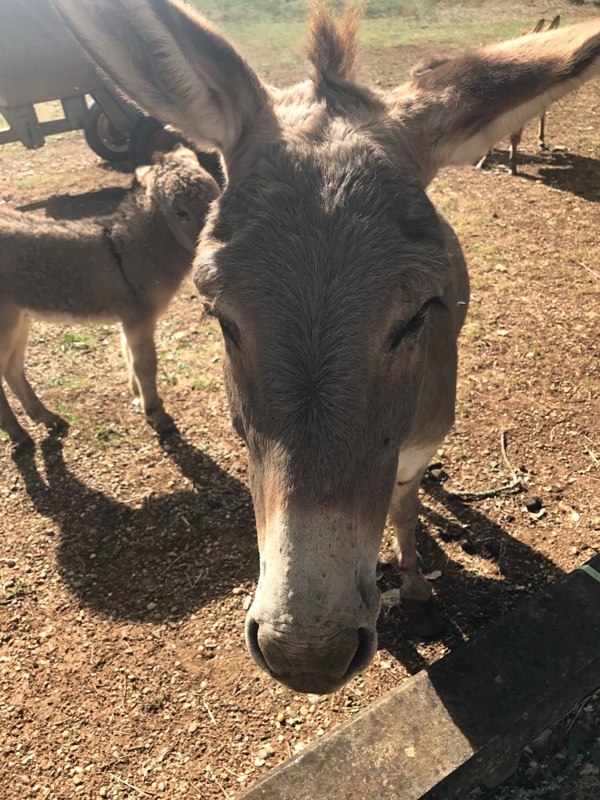 It seams that Donkeys in France like people who hand out carrots and strangely didn't care much for moderating how many they had