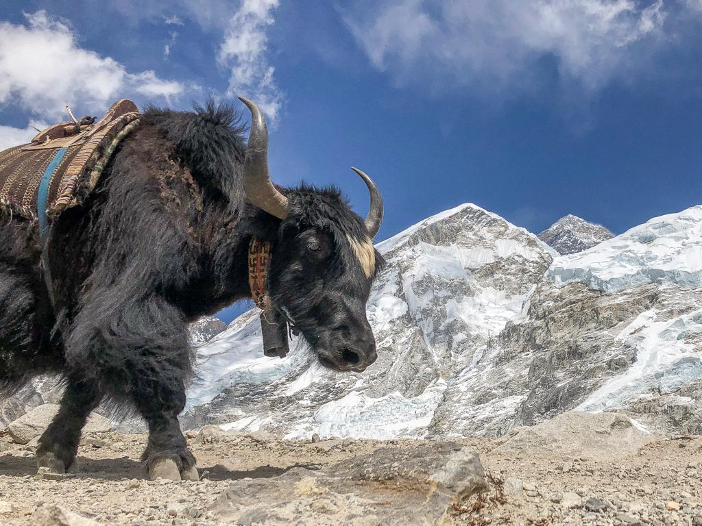 We passed many yaks. (Thats Everest peaking through in the middle)