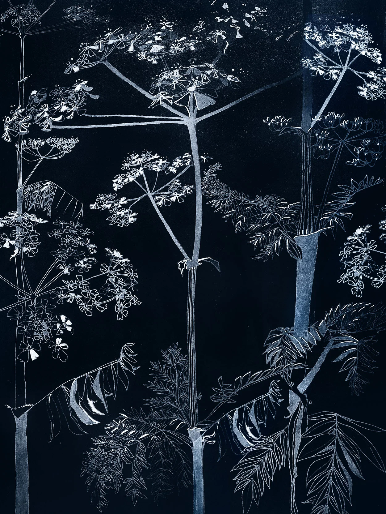 cow parsley main web.jpg