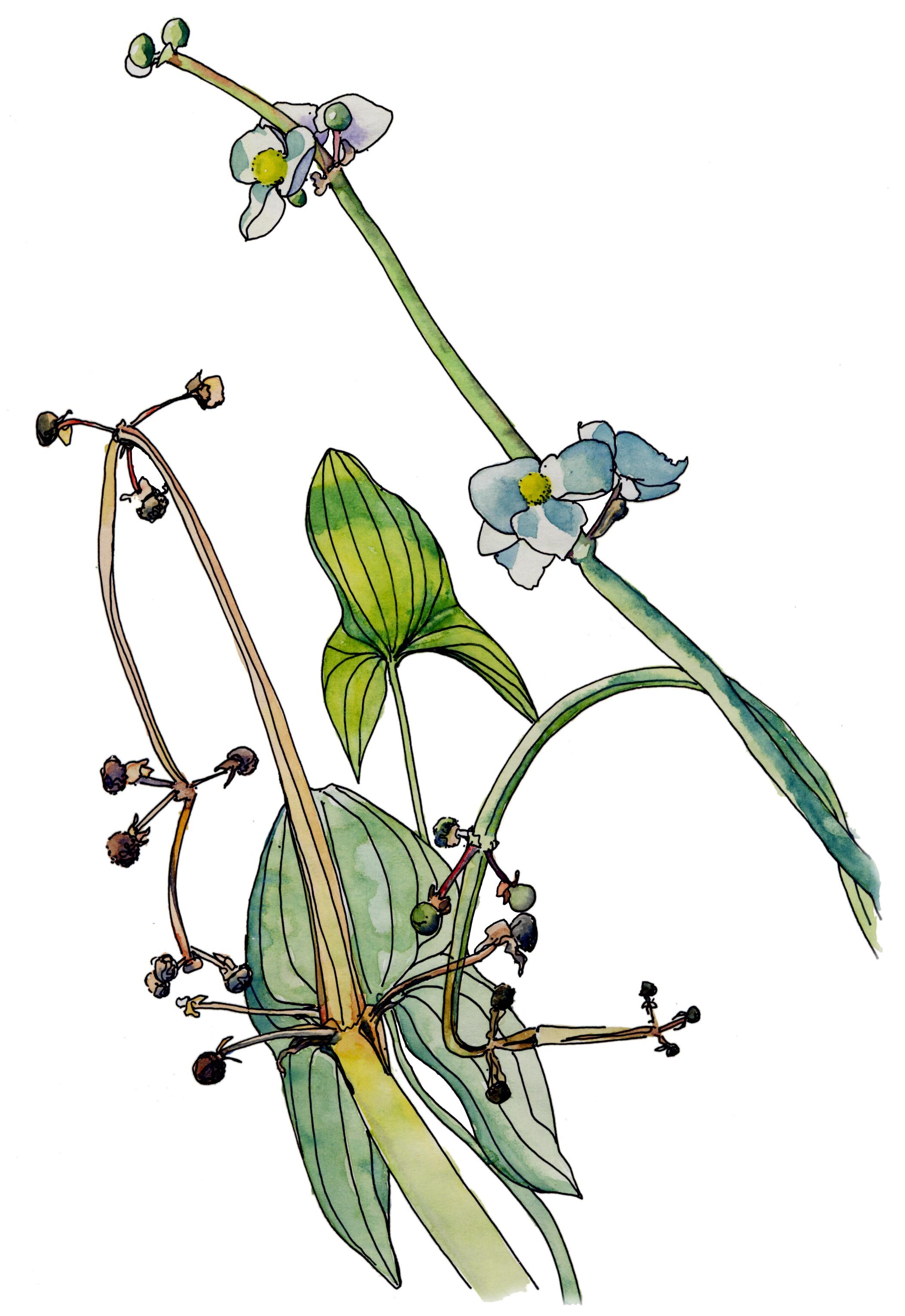 plant1.jpg