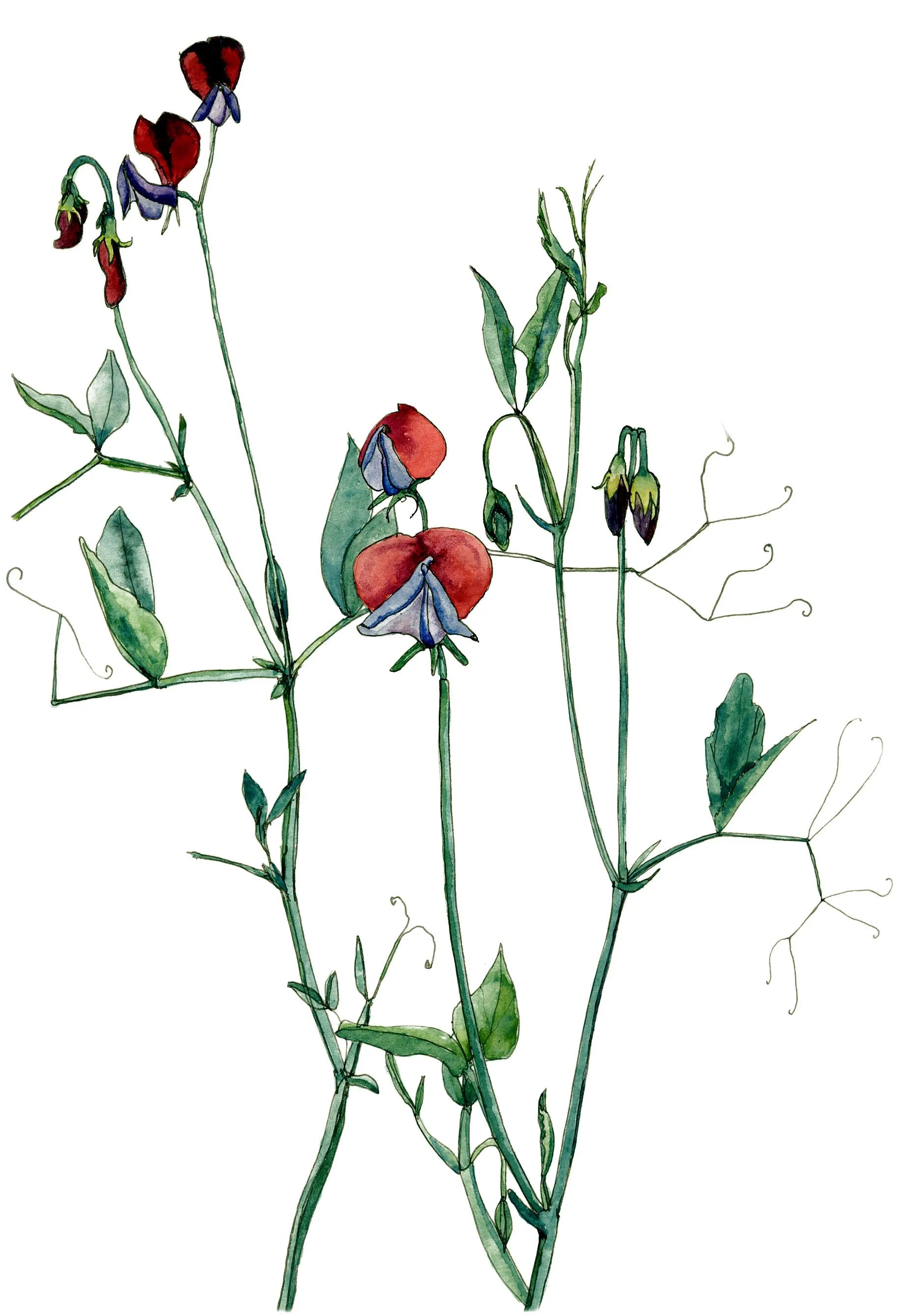 plant2.jpg