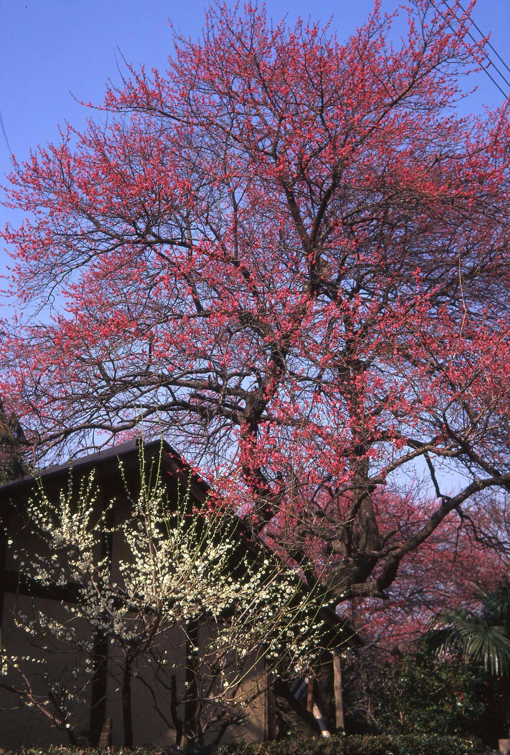 Photography: Takayuki Nakane