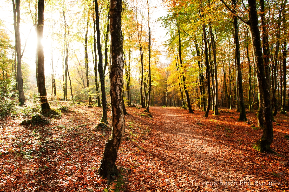 Minwear Woods, Pembrokeshire