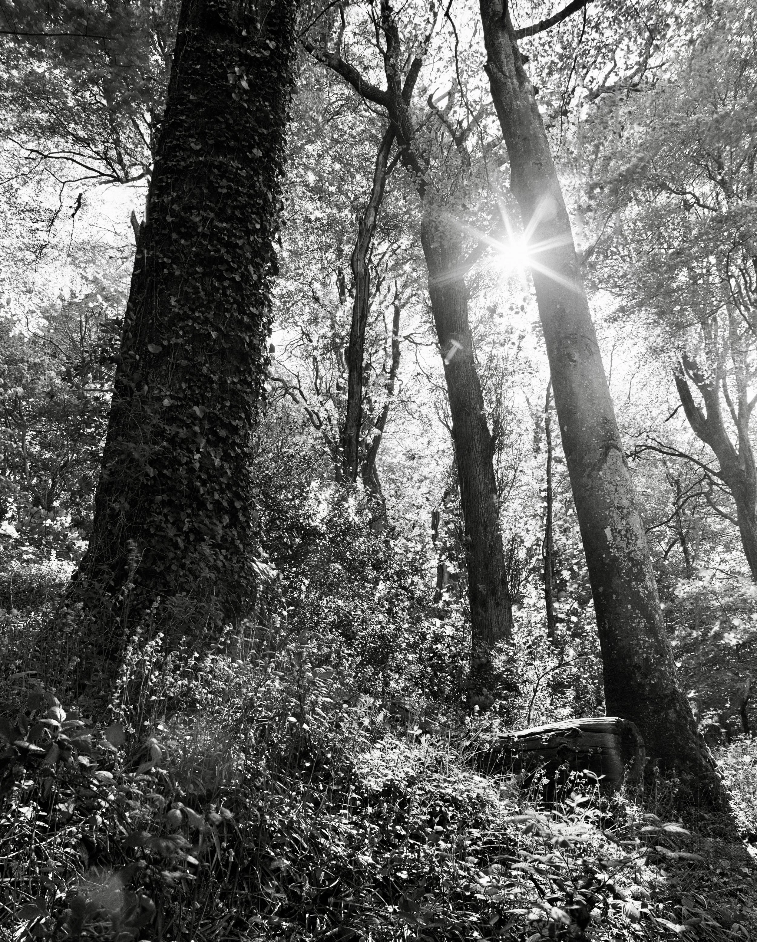 Bluebell Forest (2019) Bosahan Cove, Cornwall