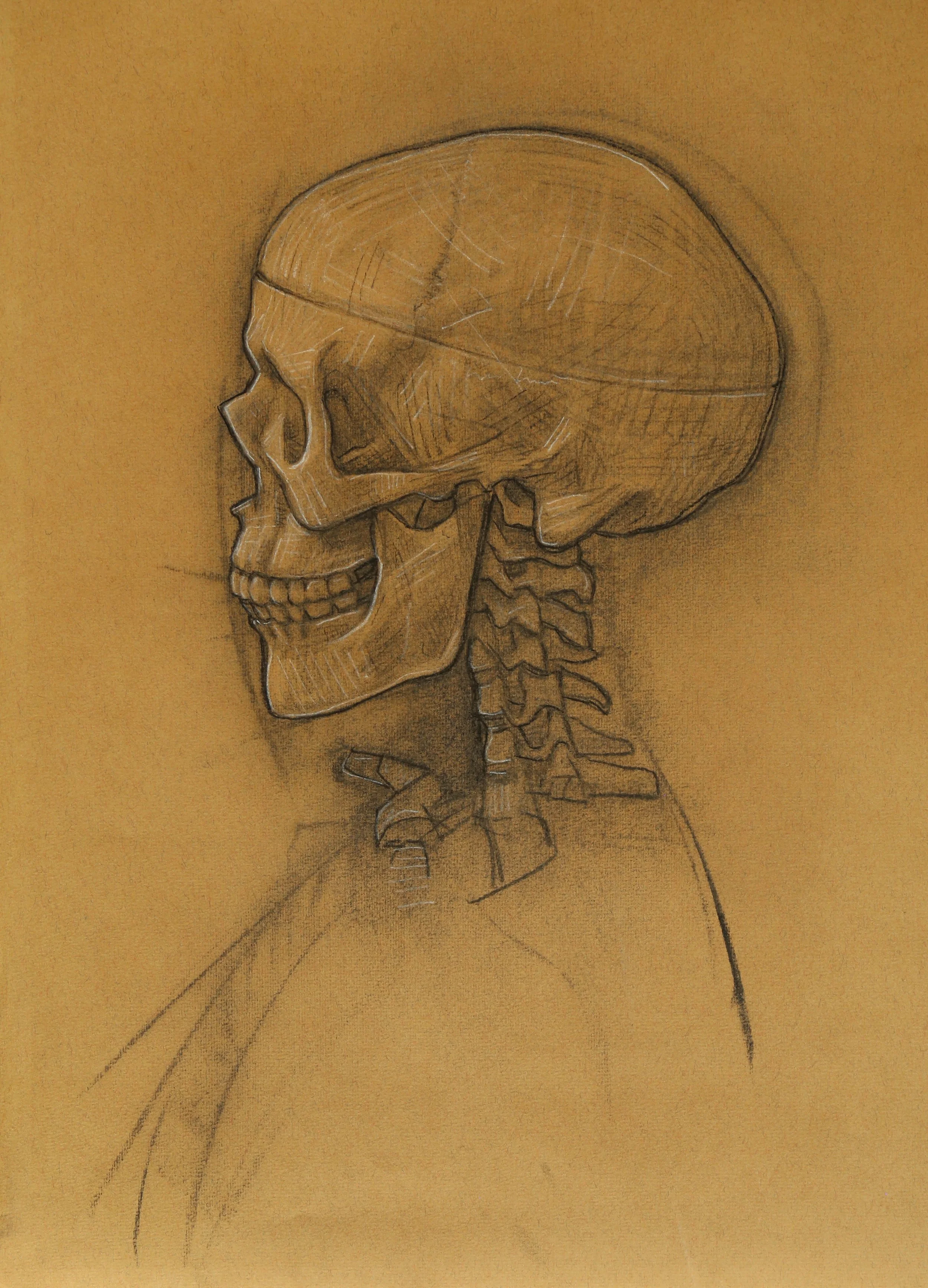 Stan study, charcoal and chalk on paper, 48x38cm.JPG