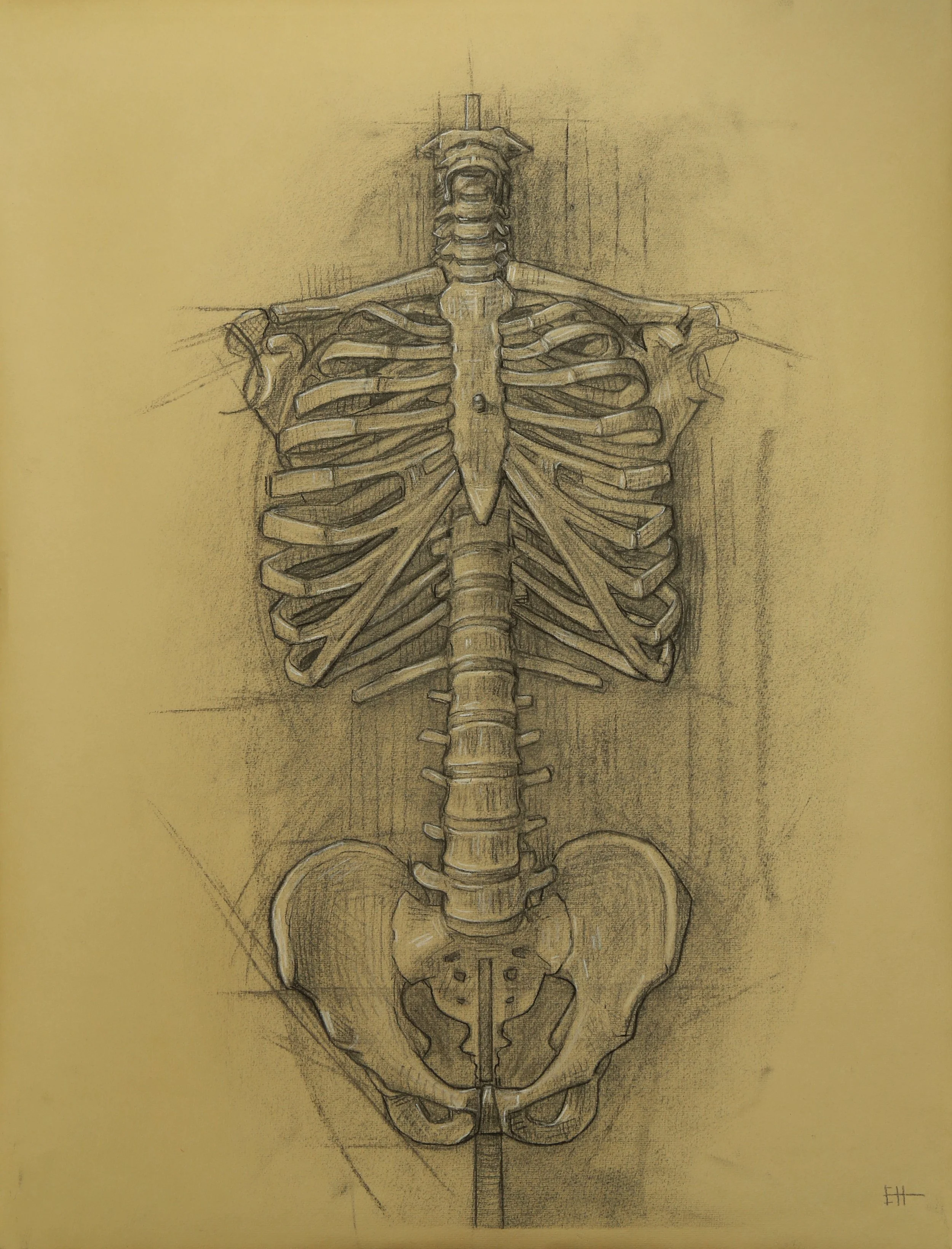 Stan study, charcoal and chalk on paper, 63x48cm.JPG