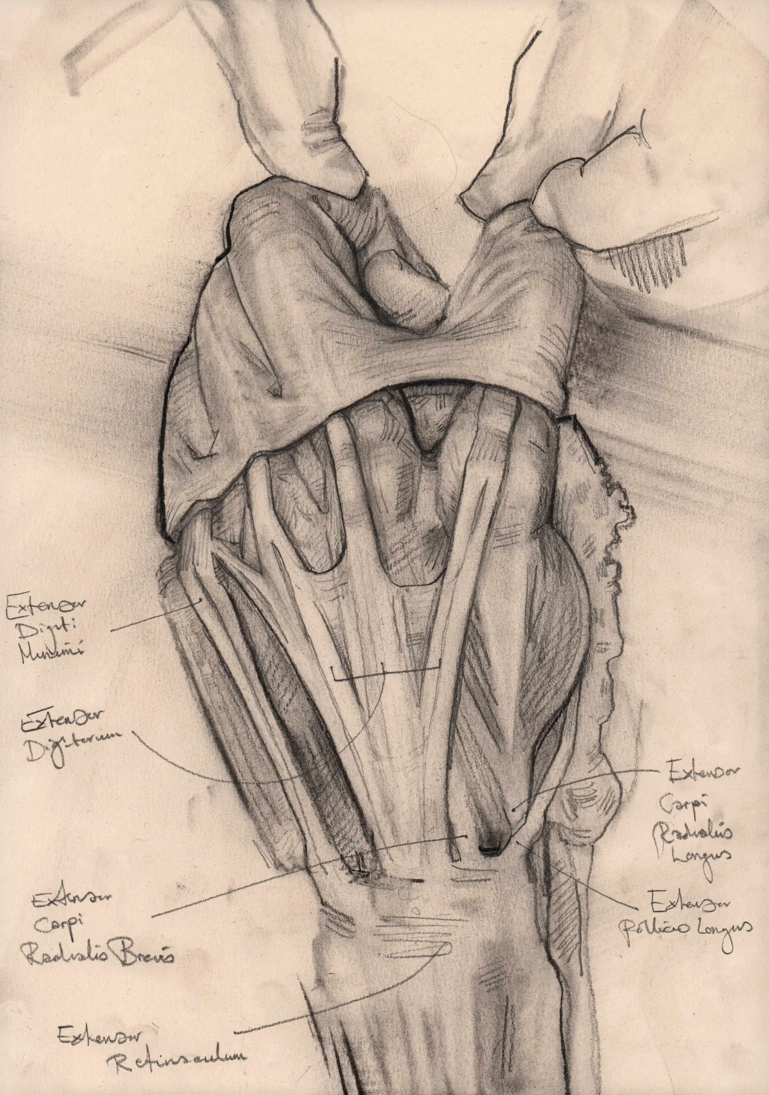 Anatomy study 2.jpg