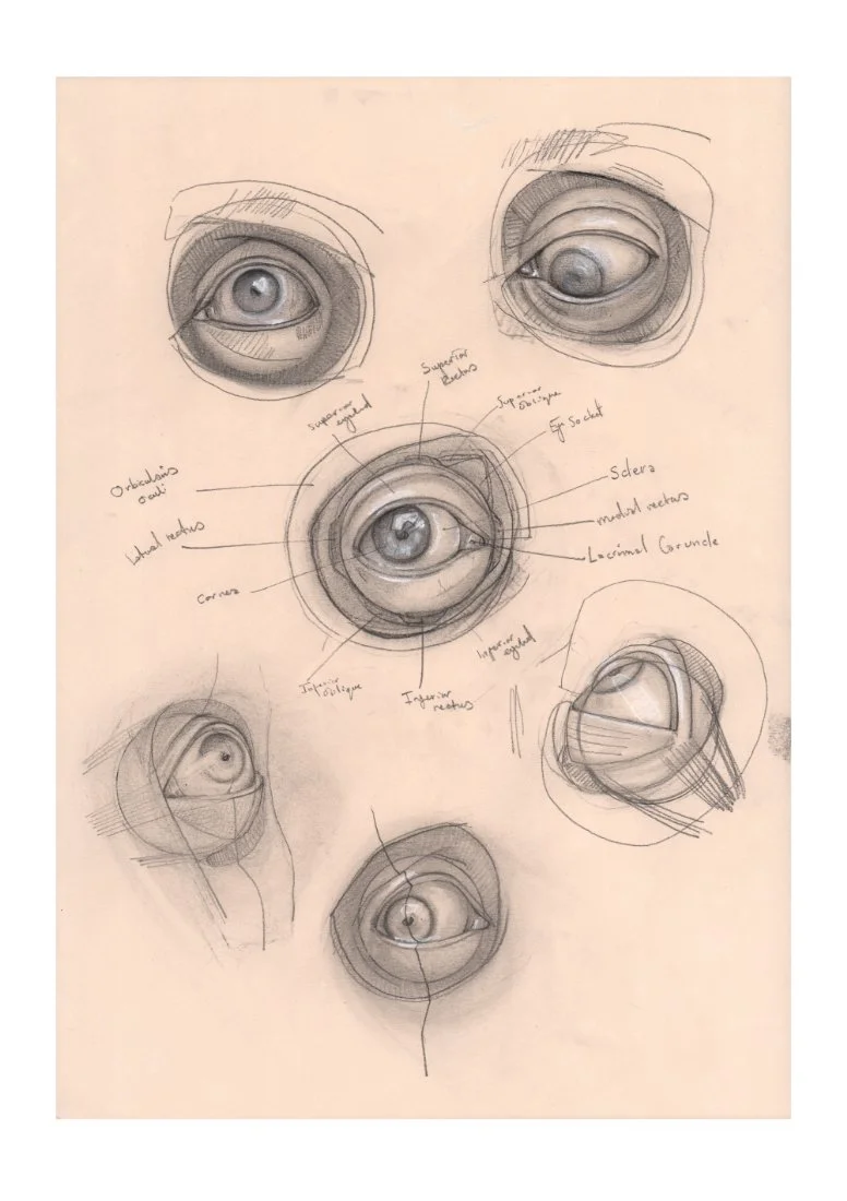 Eyeanatomy_print.jpg