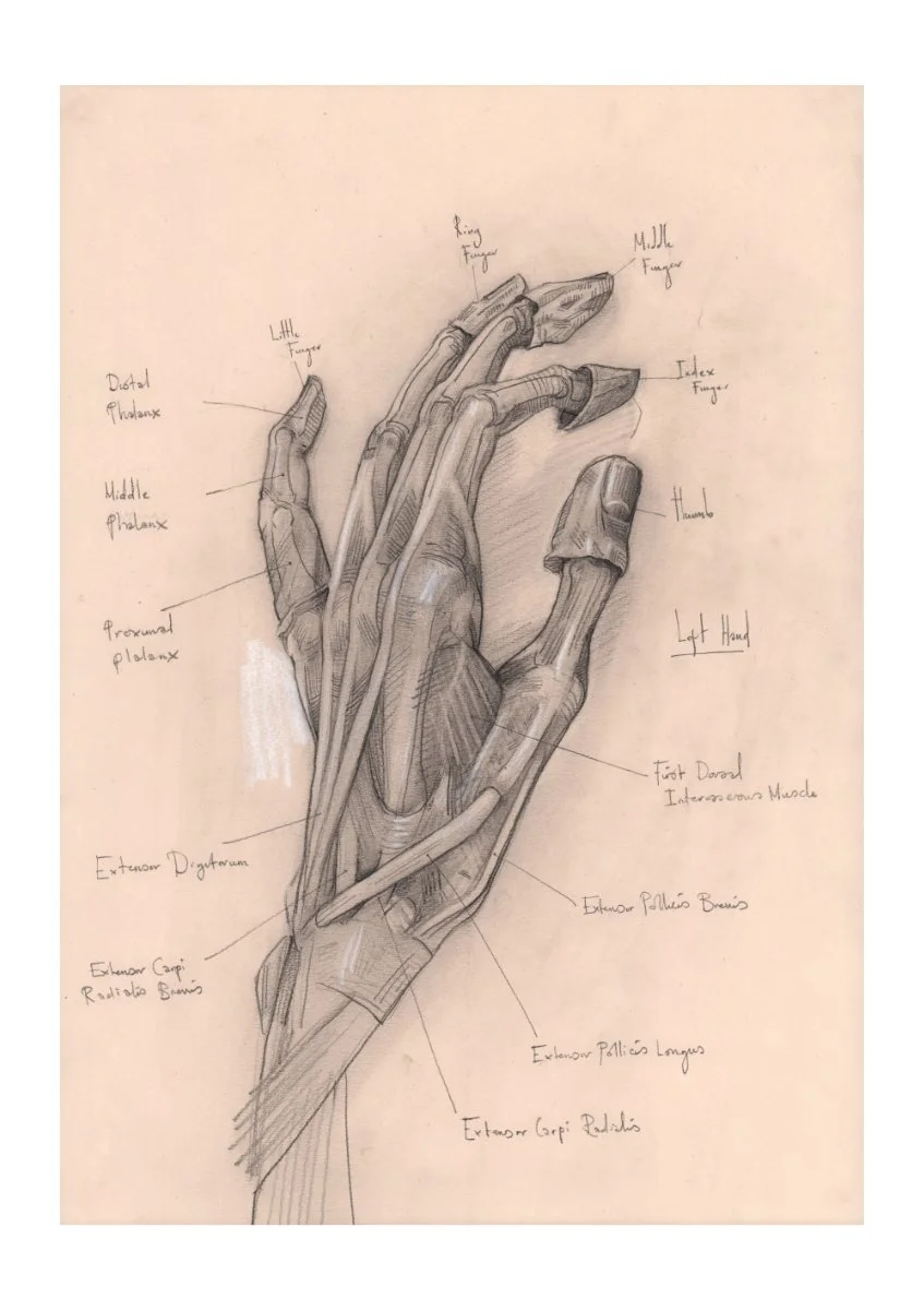 Hand Anatomy.jpg