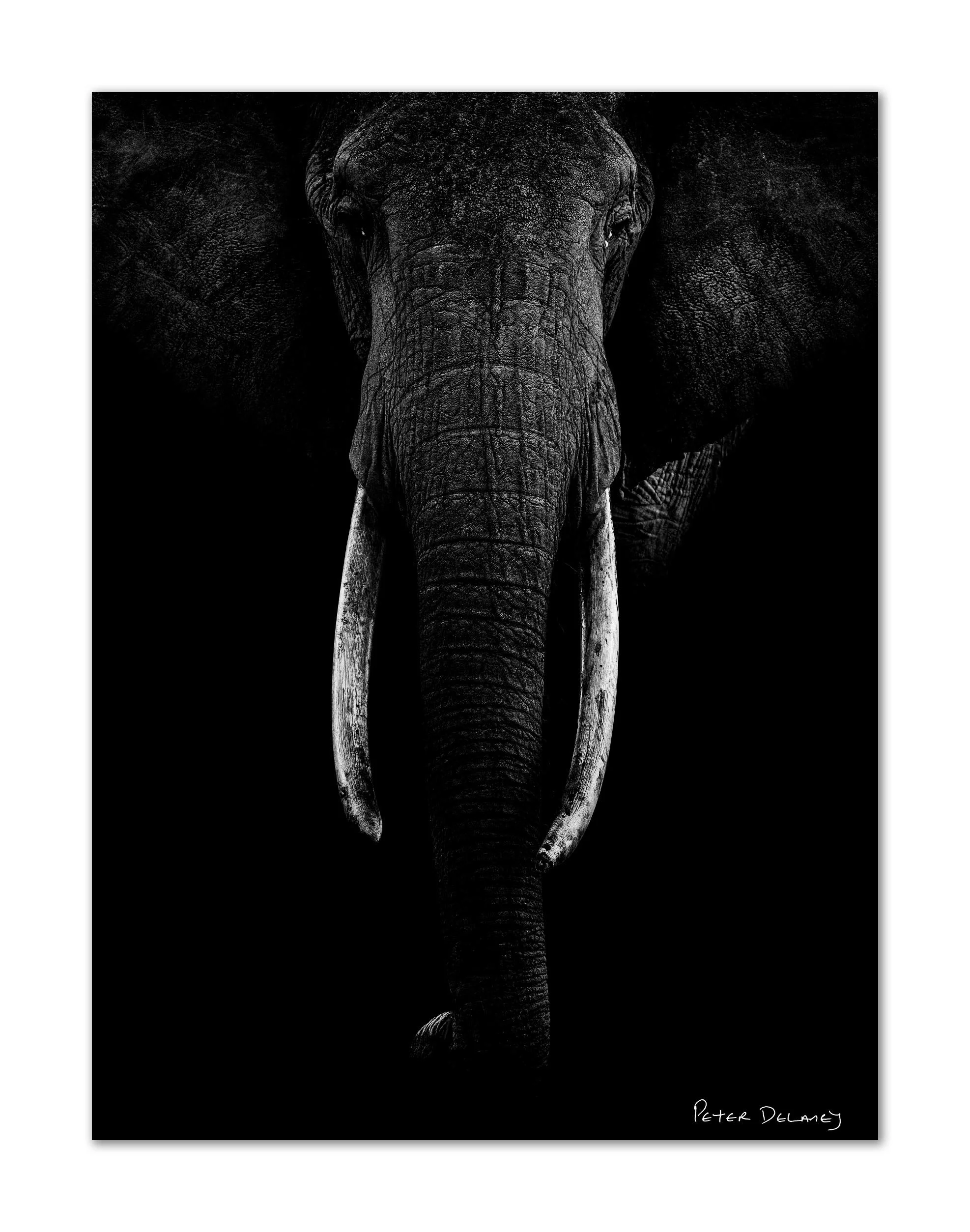 Black and white photo of an elephant’s face, highlighting its large ears, trunk, and tusks, with a dark background.