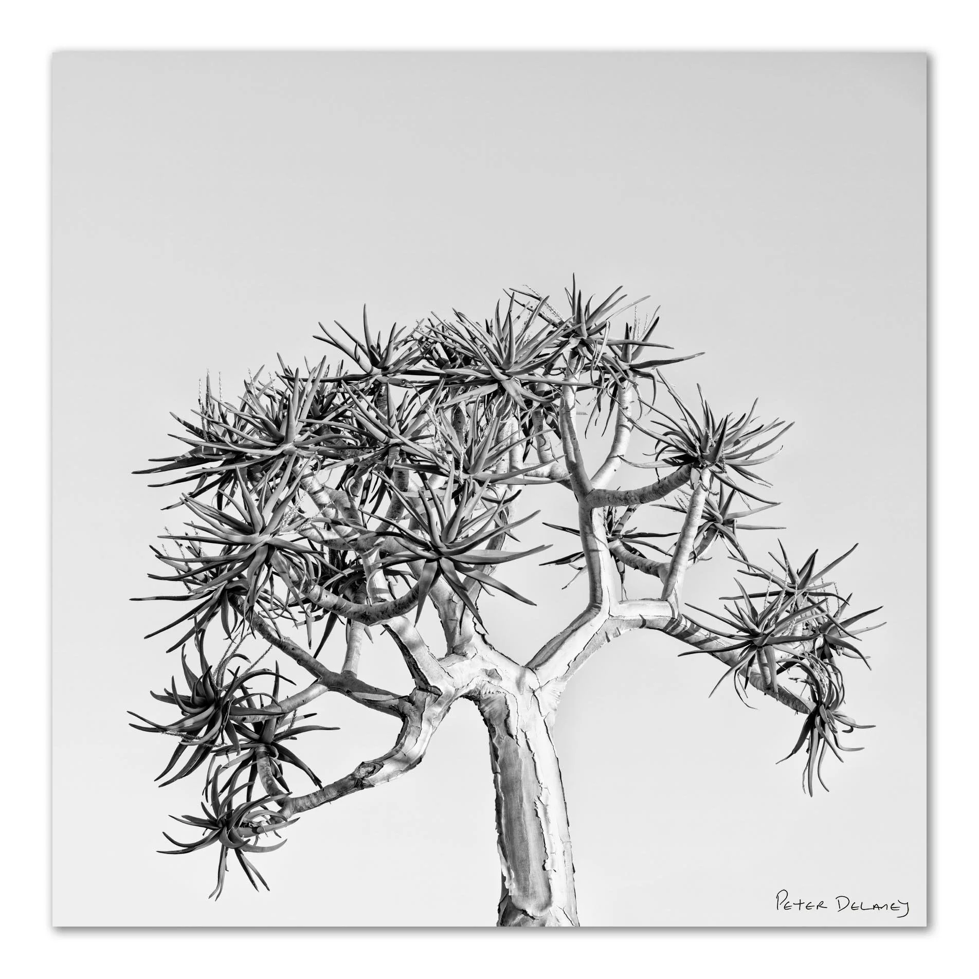 quiver tree6.jpg