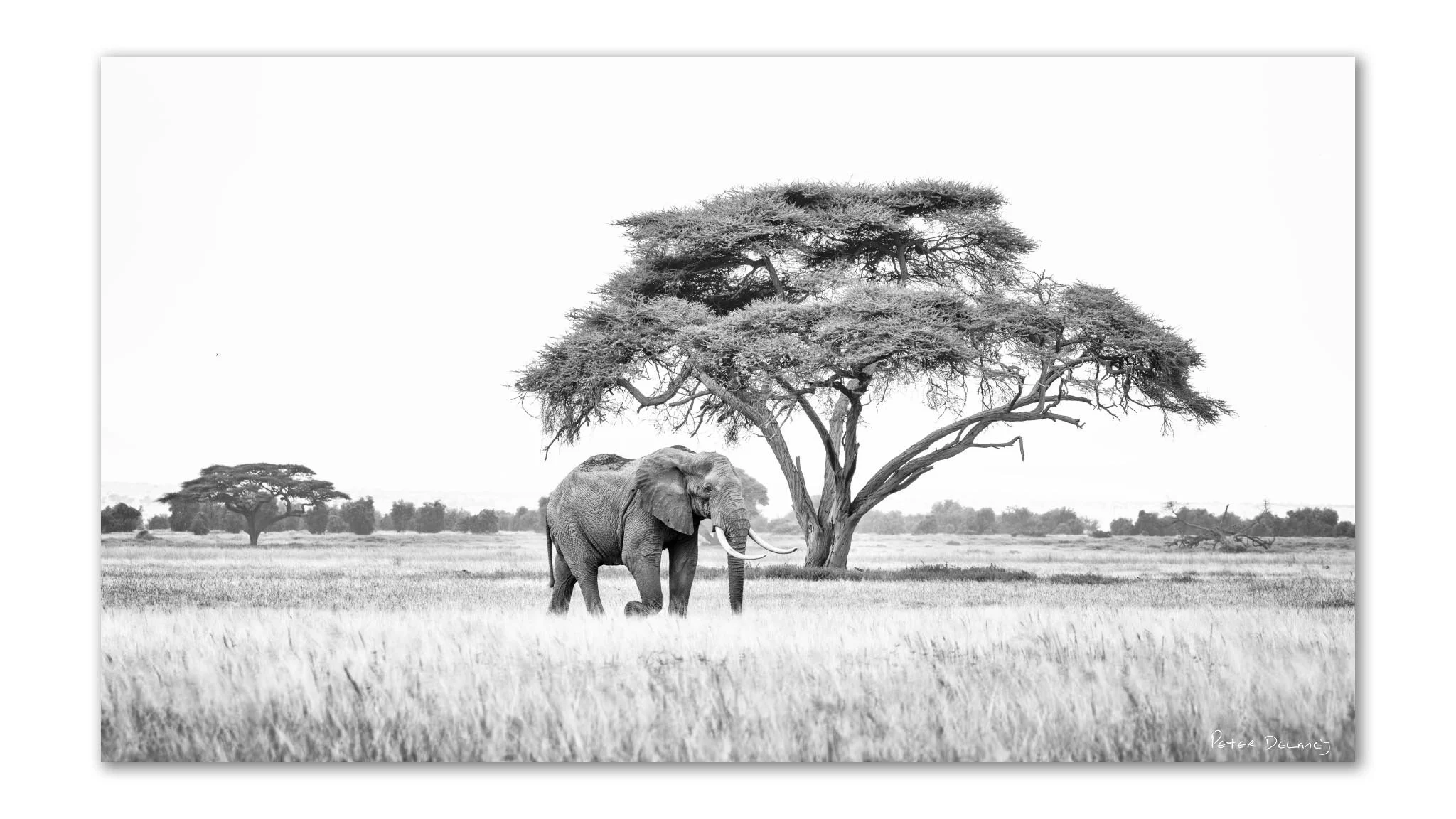 Askari | Bull Elephant |  Canvas Print | Peter Delaney