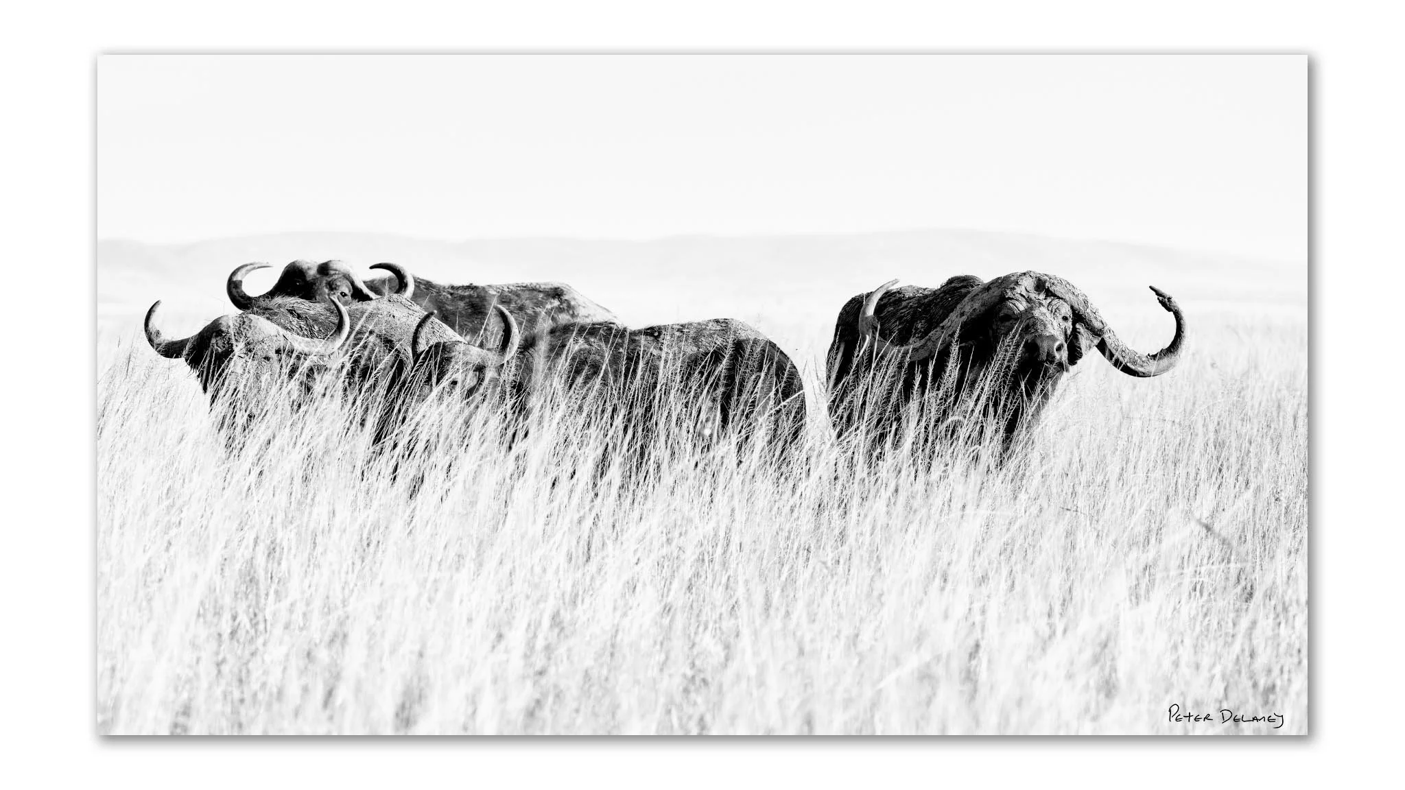 African buffalo herd standing in long grass, Masai Mara Kenya — black and white fine art wildlife print by Peter Delaney