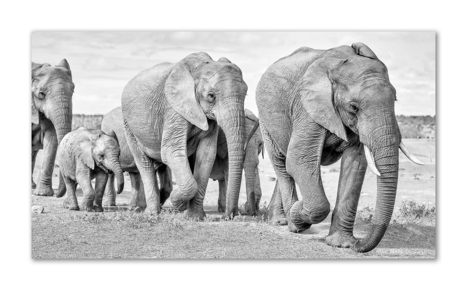 A group of elephants walking across a flat landscape, with some elephants in the foreground and others in the background, in black and white.