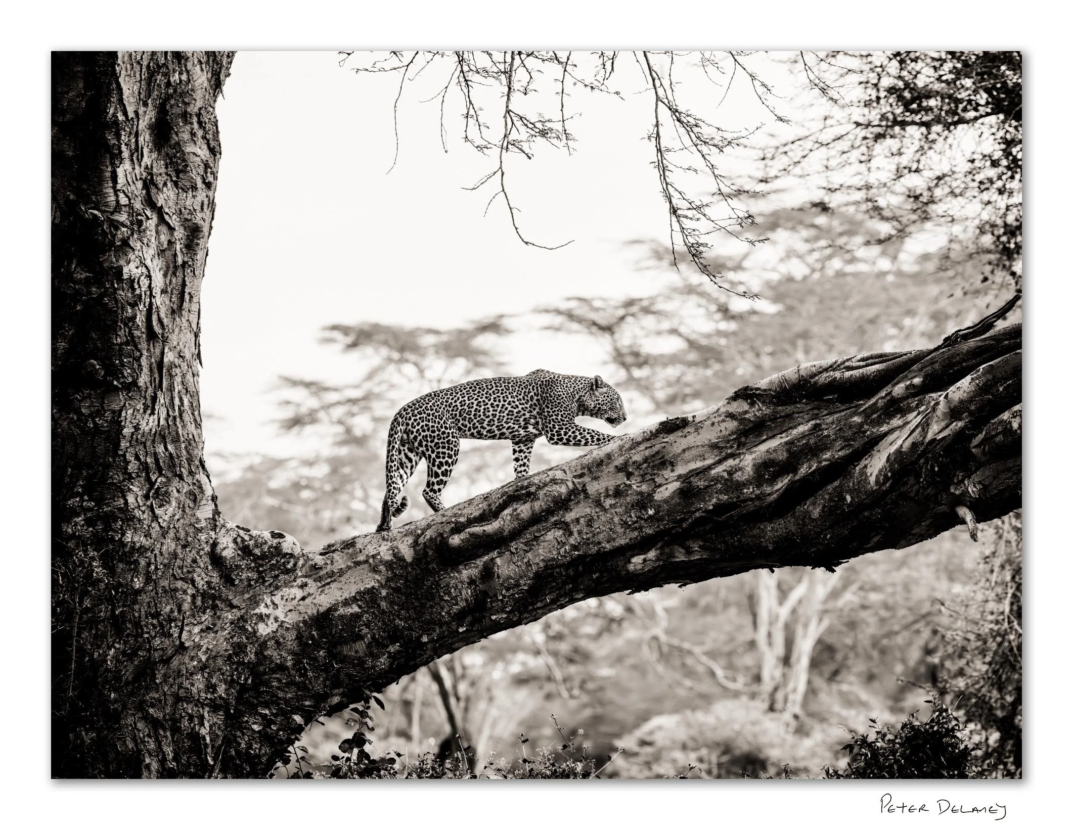 Limited edition fine art print with certificate of authenticity — Fever Tree Leopard by Peter Delaney