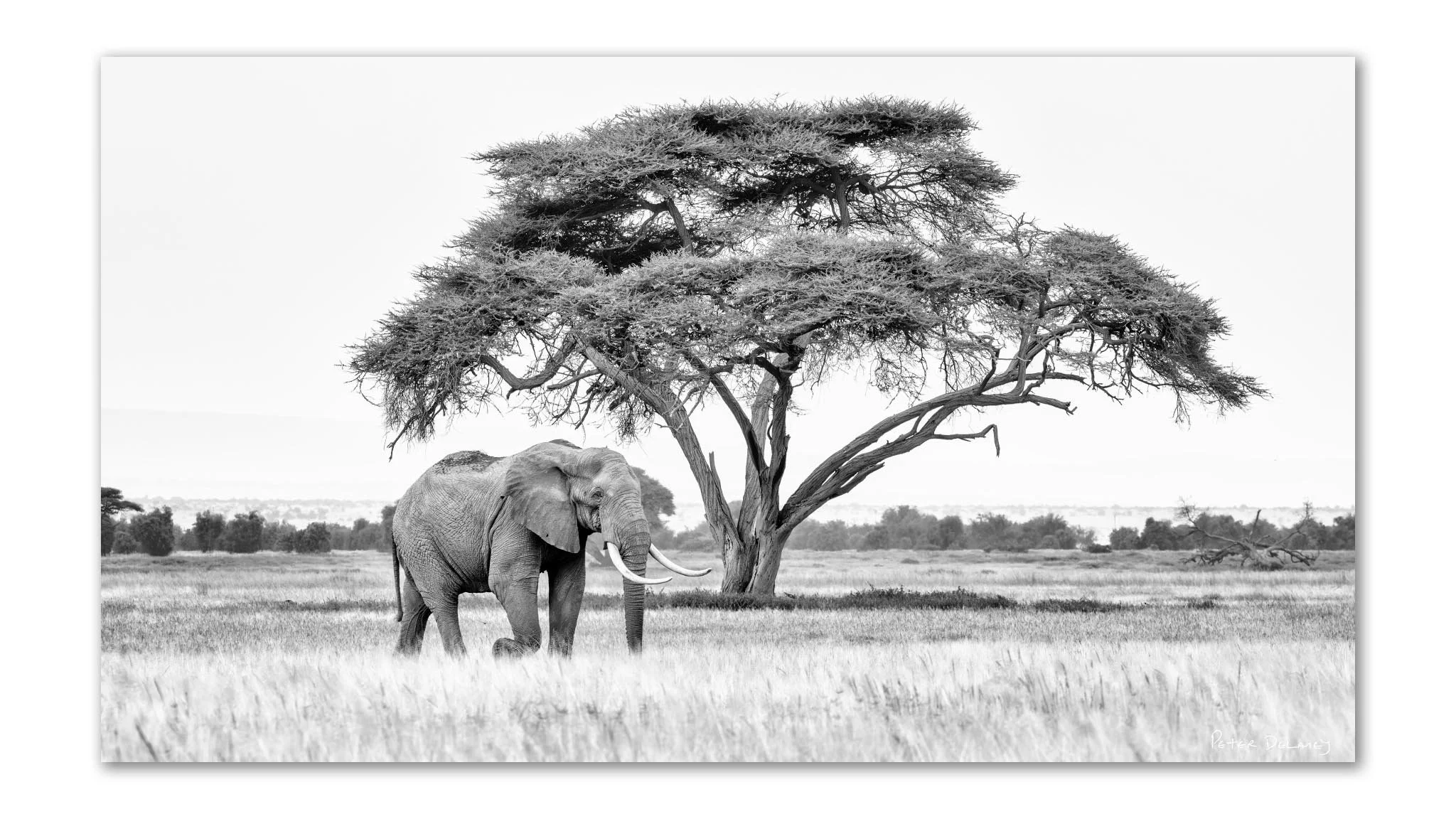 Askari | Bull Elephant | Acrylic Print | Peter Delaney