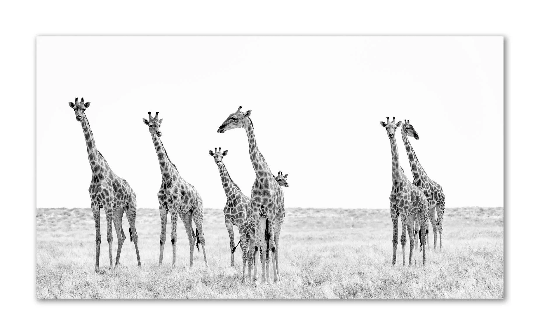 Giraffe family group with young calf at Etosha pan — black and white African wildlife acrylic print by Peter Delaney