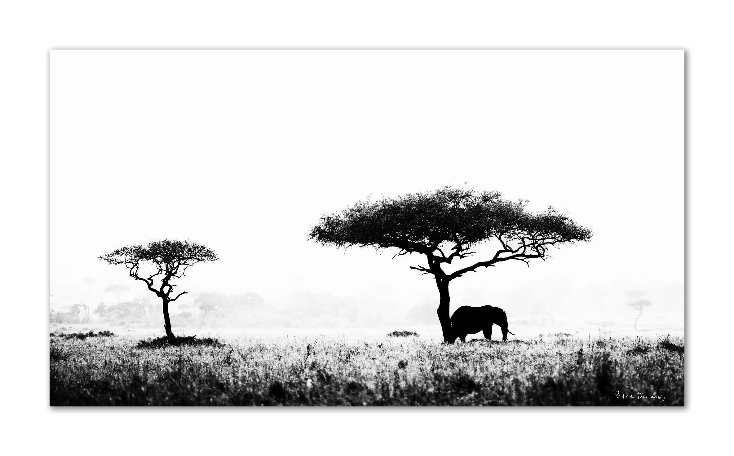 Black and white elephant photograph in morning mist, Mara North Kenya