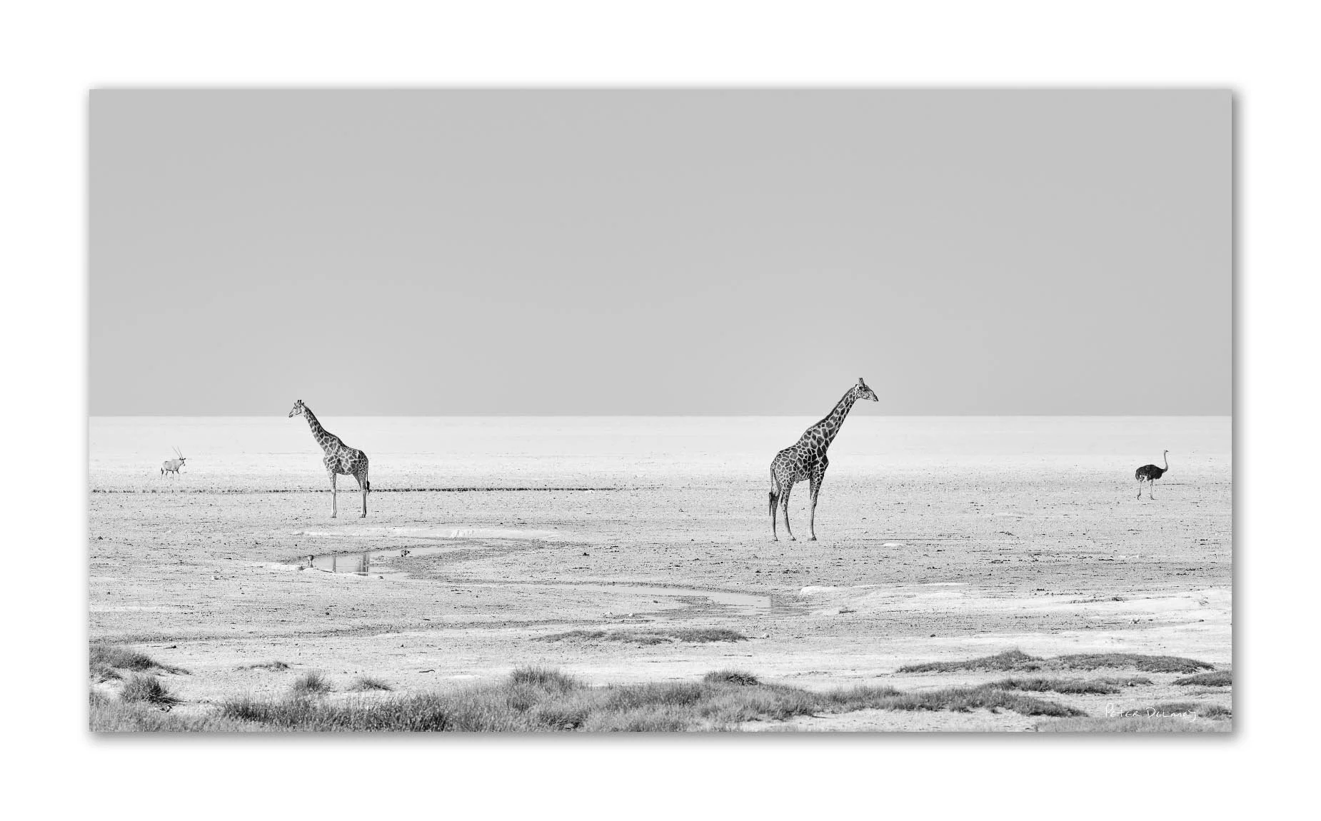 Black and white photograph of a barren landscape with sparse vegetation, featuring four giraffes and two emus in the distance.