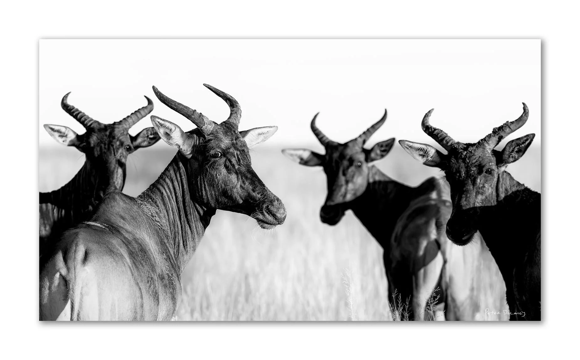 Black and white fine art print of four tsessebe turning to look back at Mokala National Park, South Africa — by wildlife photographer Peter Delaney